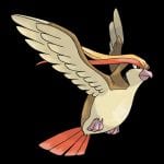 Pidgeot Evolution