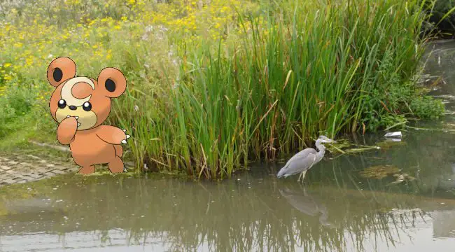 Teddiursa, cute pokemon